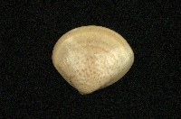 藏品(普通文蛤)的圖片